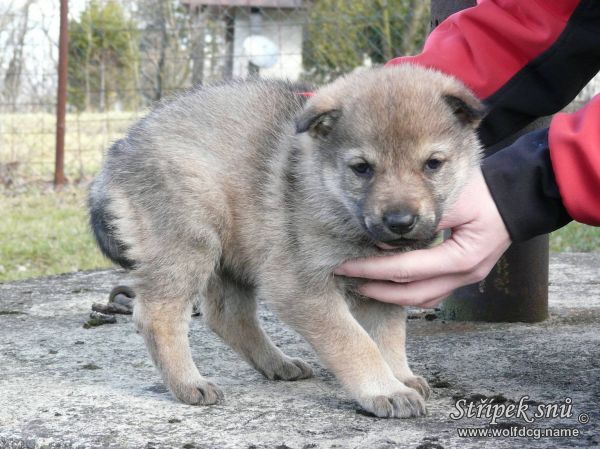 Klikněte pro zobrazení původního (velkého) obrázku