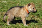 stripek_snu_g_oranzova_20120409_047.JPG