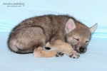 stripek_snu_harry_grey_6weeks__20121215_006.JPG