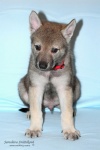 stripek_snu_harry_grey_6weeks__20121215_010.JPG