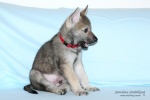 stripek_snu_harry_grey_6weeks__20121215_019.JPG