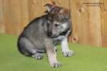 stripek_snu_iblis_grey_6weeks_20130216_006.JPG