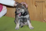 stripek_snu_iblis_grey_6weeks_20130216_010.JPG