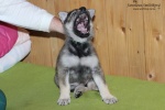 stripek_snu_iblis_grey_6weeks_20130216_011.JPG