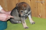 stripek_snu_inari_grey_5weeks_20130216_002.JPG