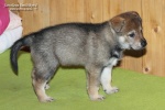 stripek_snu_inari_grey_5weeks_20130216_026.JPG