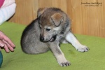 stripek_snu_iowa_grey_5weeks_20130216_002.JPG