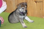 stripek_snu_iowa_grey_5weeks_20130216_007.JPG