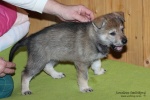 stripek_snu_iowa_grey_5weeks_20130216_012.JPG