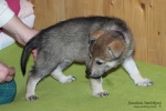 stripek_snu_iowa_grey_5weeks_20130216_014.JPG