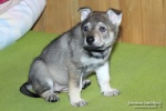 stripek_snu_izumi_grey_5weeks_20130216_002.JPG