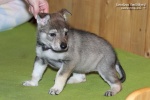 stripek_snu_izumi_grey_5weeks_20130216_010.JPG