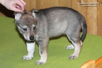 stripek_snu_izumi_grey_5weeks_20130216_014.JPG