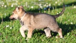 stripek_snu_kayla_grey_5weeks_014.jpg