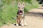 stripek_snu_kirk_grey_11weeks_018_750.jpg