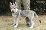 stripek_snu_kurgan_grey_3months_005.JPG