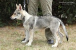 stripek_snu_kurgan_grey_3months_008.JPG