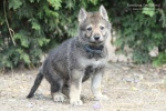 stripek_snu_o_blue_5weeks_0018.JPG