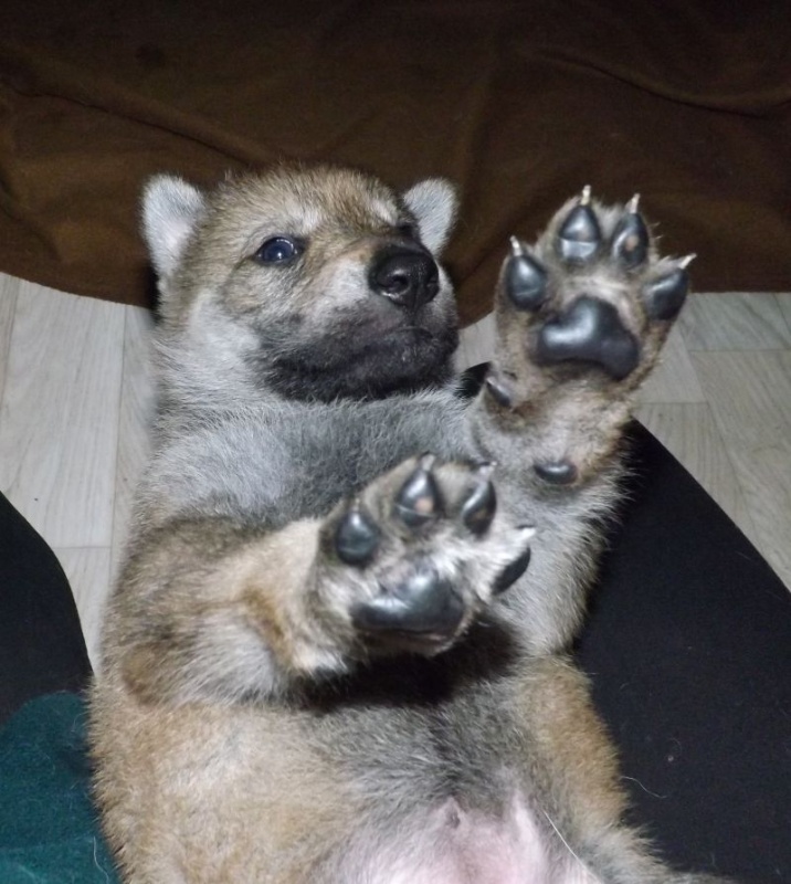 Klikněte pro zobrazení původního (velkého) obrázku