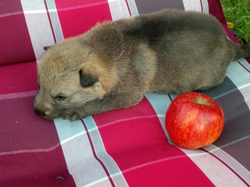 Klikněte pro zobrazení původního (velkého) obrázku